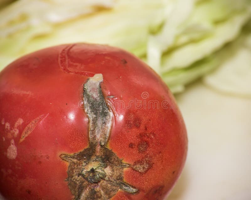 Rotten tomato on the kitchen table, close-up