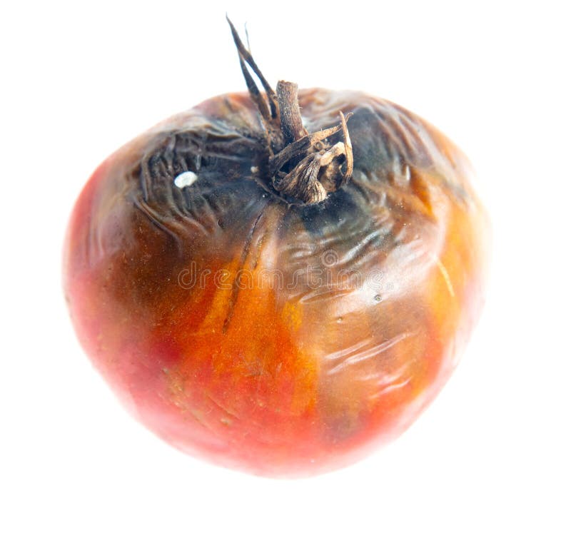 311 Moldy Rotten Tomatoes Stock Photos Free & RoyaltyFree Stock