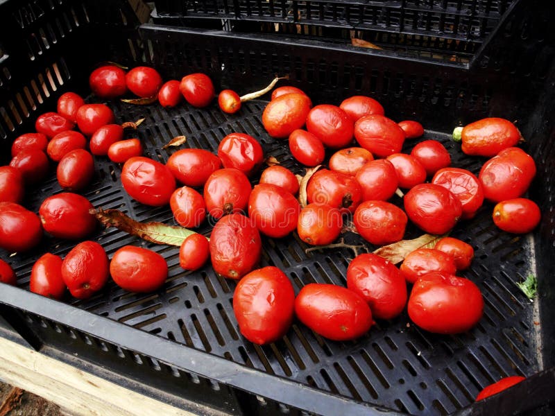 1,327 Rotten Tomatoes Stock Photos Free & RoyaltyFree Stock Photos