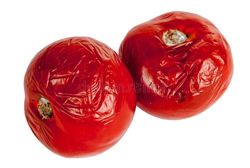 Rotten tomatoes isolated on white background. Moldy vegetable Stock Photo -  Alamy