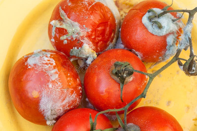 Zhnitý paradajky biely pleseň mimo na réva.