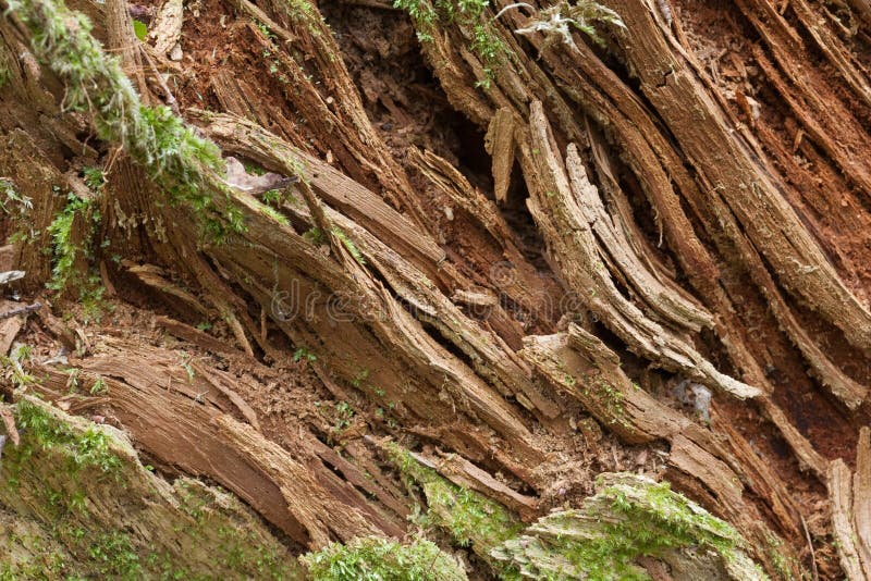 Rotten wood closeup stock photo. Image of rotten, background 14099534