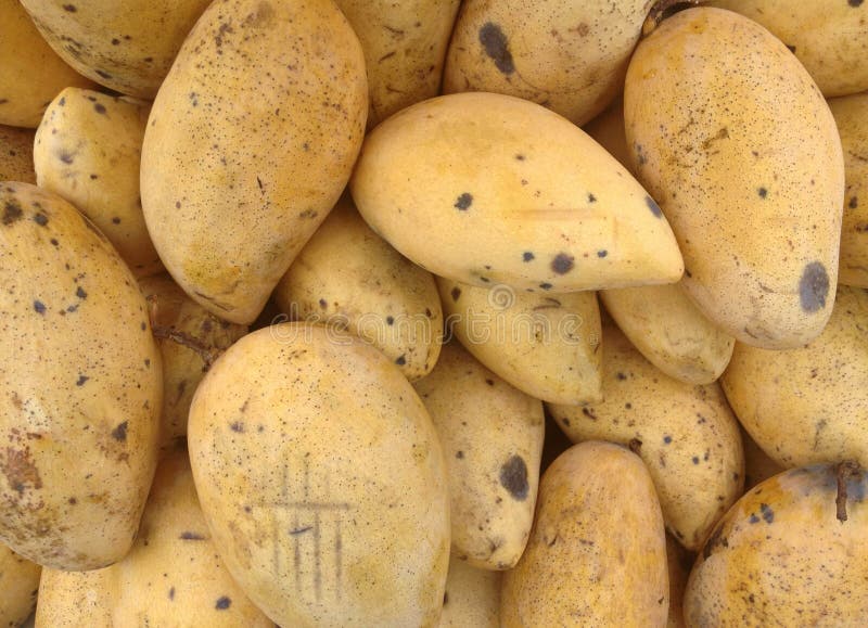 Rotten Mango Fruit Isolated On A White Stock Photo, Picture and Royalty  Free Image. Image 28898519.