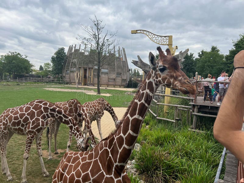 Rotterdam, Netherlands - August 27, 2022: Group of Beautiful Giraffes