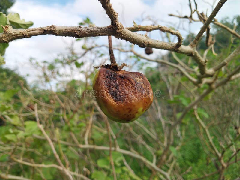 Rotting Eggplant is a Beautiful Stock Image Image of beautiful, fruit