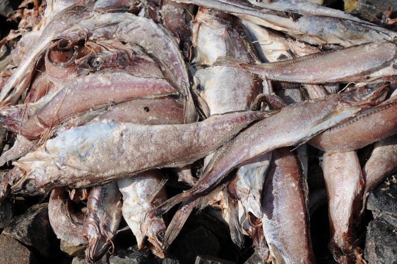 Rotting fish stock image. Image of contaminated, pollock 13331567