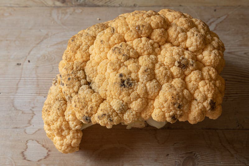 Rotting Head of Orange Cauliflower, Spots of Black Mold, Mildew Stock