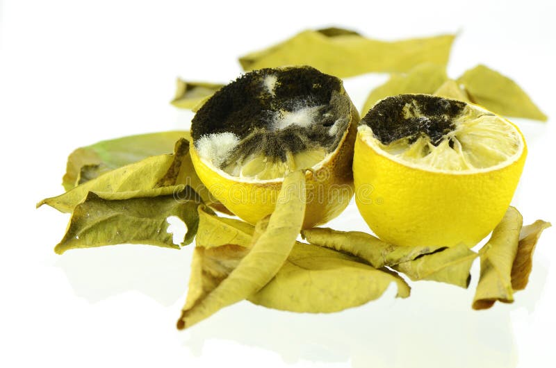 Rotting lemon stock image. Image of rotting, lemon, drying 34828949