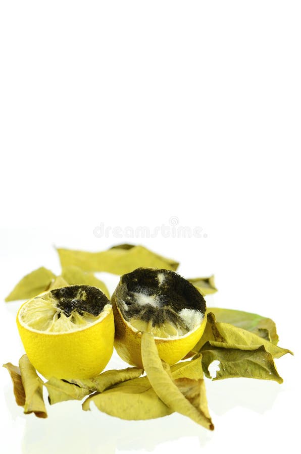 Rotting lemon stock image. Image of rotting, lemon, drying 34828949