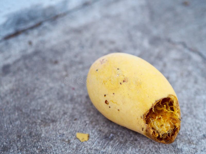 Yellow Rotten Mango Fruit Isolated on Wooden Stock Image - Image of drink,  illness: 81467139