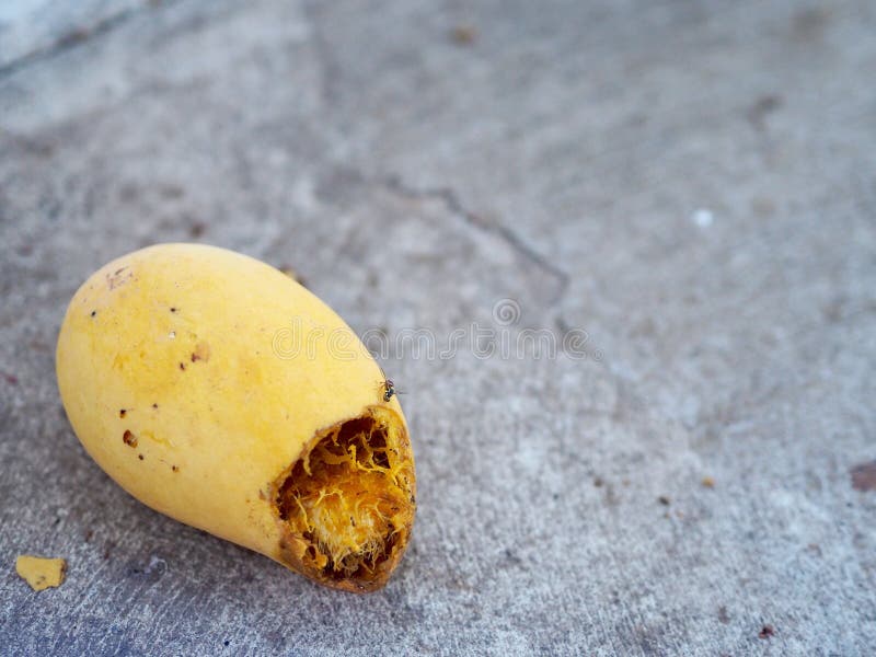 Yellow Rotten Mango Fruit Isolated on Wooden Stock Image - Image of drink,  illness: 81467139