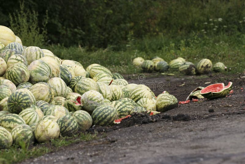 Rotting melons