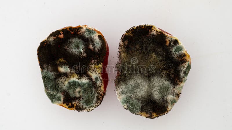 https://thumbs.dreamstime.com/b/rotting-tomato-white-background-time-lapse-mold-growth-cut-k-training-video-concept-218415781.jpg