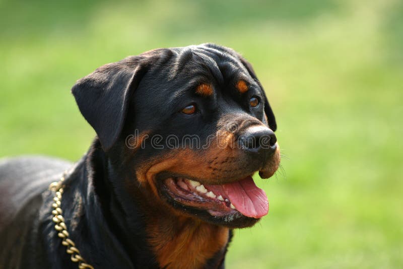 Rottweiler images libres de droits Rottweiler images libres de droits