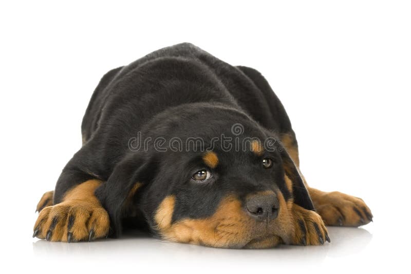 rottweiler arkivbilder rottweiler arkivbilder