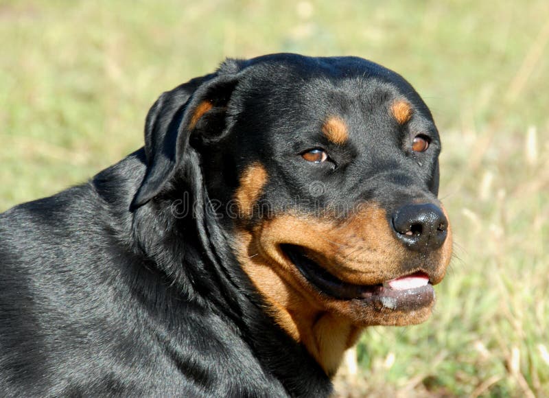 what to do if your rottweiler puppy is biting