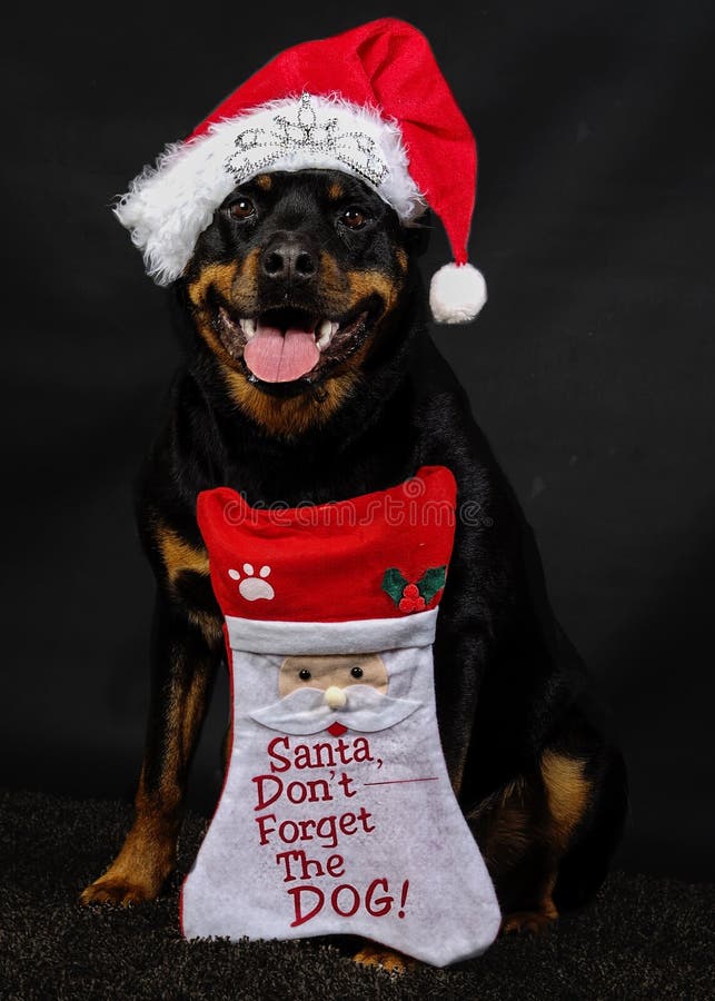 Rottweiler Christmas stock image. Image of christmas 47577047