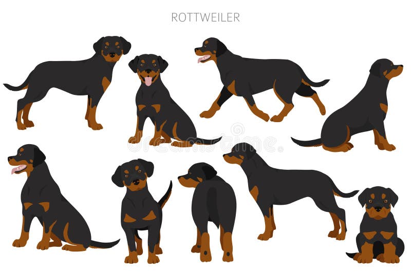 Rottweiler Clipart. Different Poses, Coat Colors Set Stock Vector
