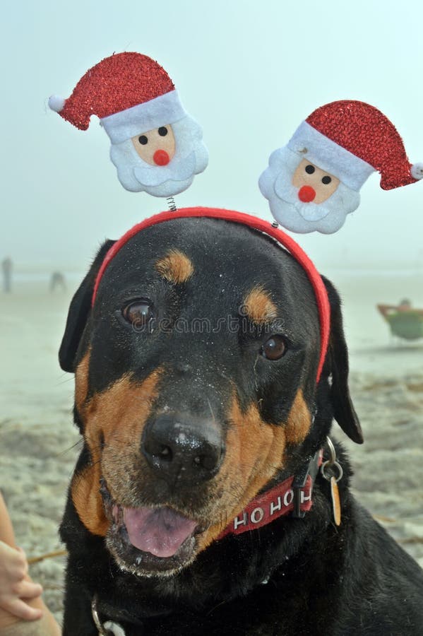 Rottweiler de délivrance de Noël sur la plage image libre de droits Rottweiler de délivrance de Noël sur la plage image libre de droits