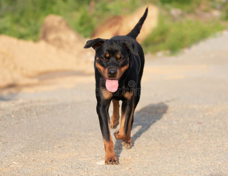 Rottweiler die op Grintweg lopen met uit Tong stock fotografie Rottweiler die op Grintweg lopen met uit Tong stock fotografie