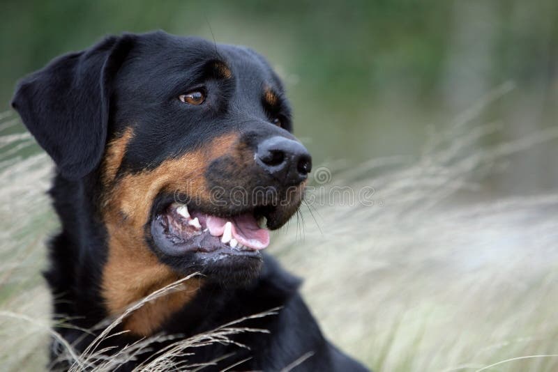 Ritratto di una testa di giovane Rottweiler cane sorridente.