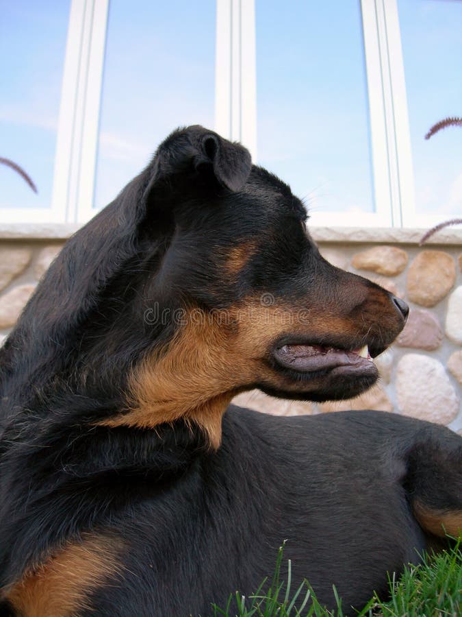 Rottweiler dog