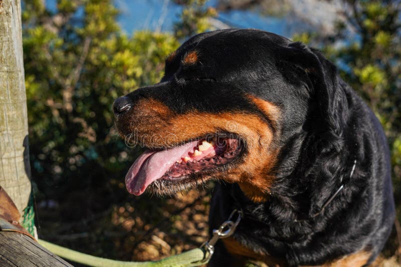 Rottweiler Dog of a Dangerous Breed Walking without a Muzzle Stock