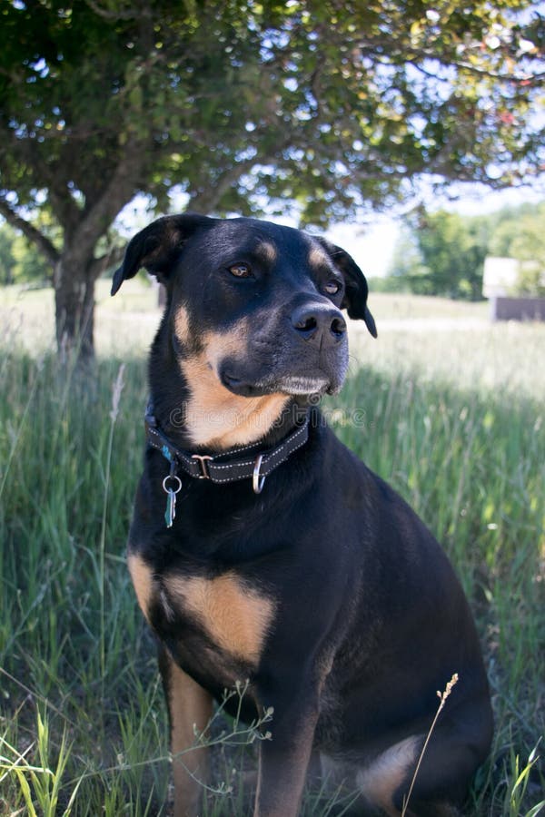 Rottweiler Mix Stock Photos - Free & Stock from Dreamstime