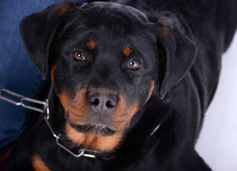 Shih Tzu and rottweiler stock image. Image of studio 55612589