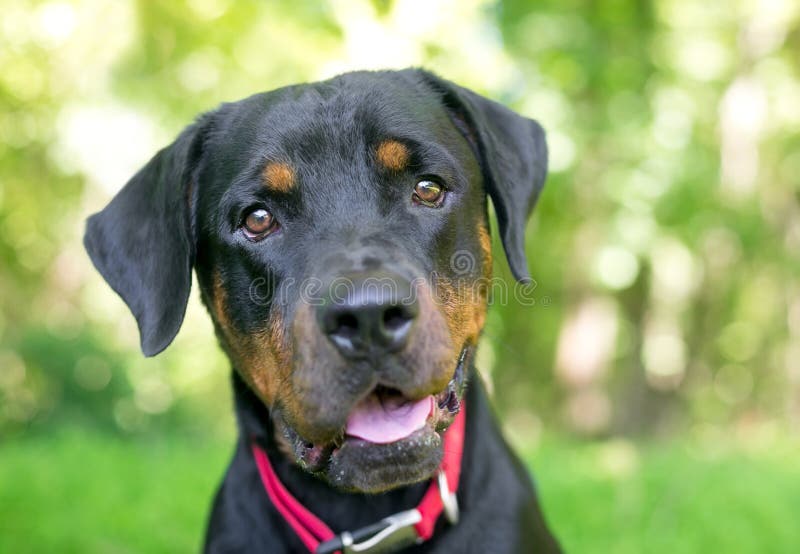 rottweiler dog collar