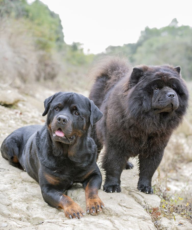 Jogo Dos Cachorrinhos Da Comida Dois E Do Híbrido De Rottweiler