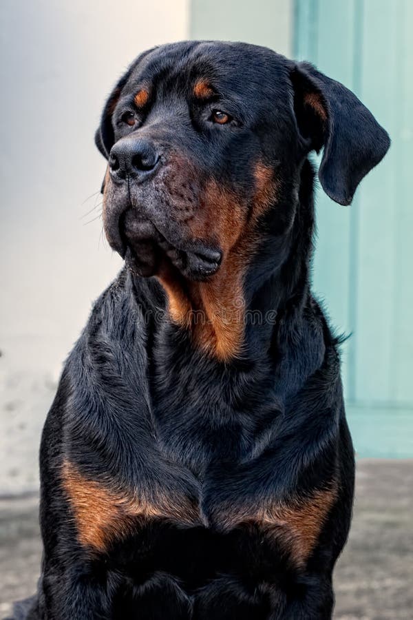 Erwachsenes Rottweiler, Das Im Fluss Spielt Stockbild