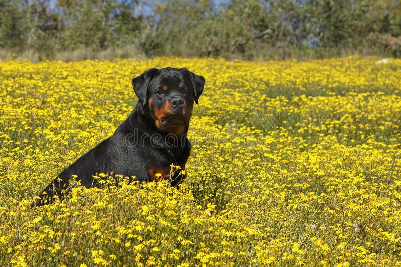 Rottweiler in a field of yellow flowers