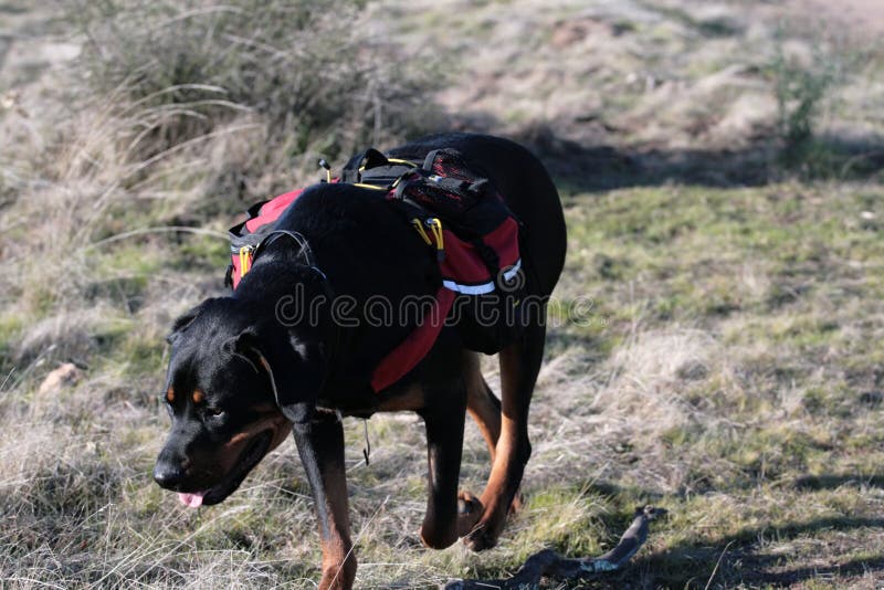 Are Rottweilers Good Hiking Dogs