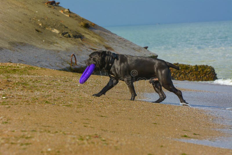 Download Rottweiler-Hund Auf Dem Sand Durch Das Meer Spielt Mit Einem Spielzeug Stockfoto - Bild von freundschaft, küstenlinie: 96933284