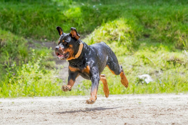 Rottweiler, Das Ein Log Springt Stockfoto Bild von protokoll, hund