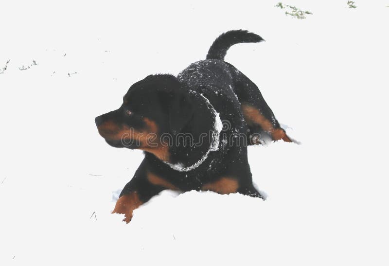 Rottweiler-Hund, der im Schnee spielt