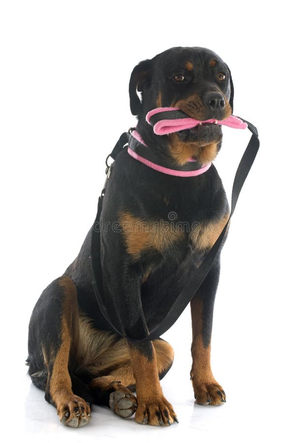 Rottweiler and leash stock image. Image of cute, indoors 38344455