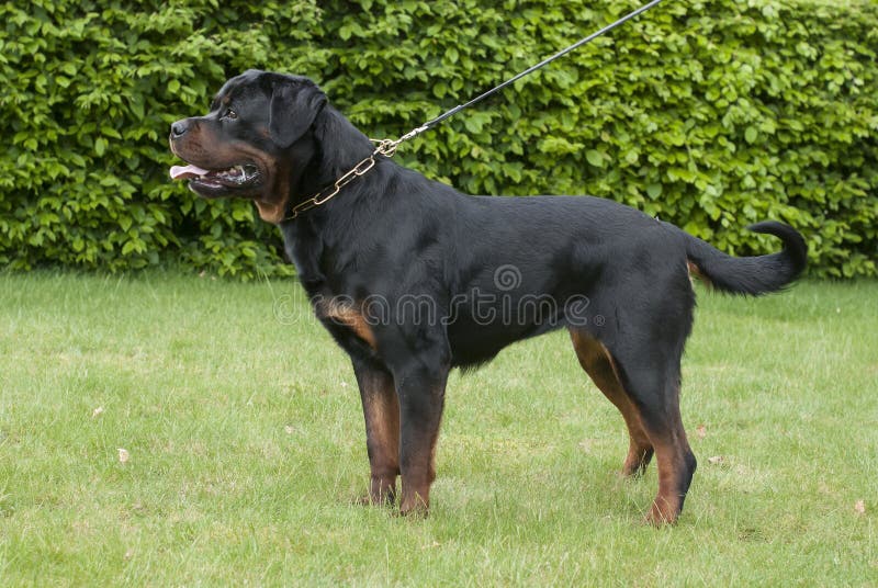 what are rottweilers used for