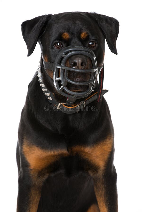 rottweiler muzzle