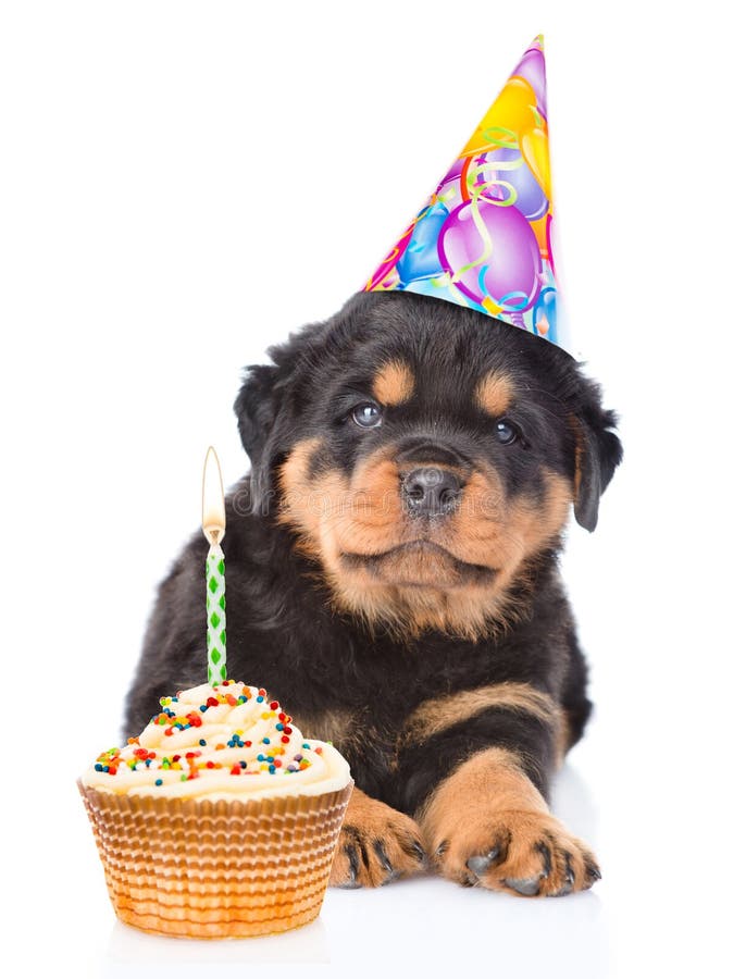 happy birthday with rottweiler