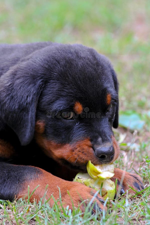 Rottweiler stock photo. Image of lawn, play, eating 174201688