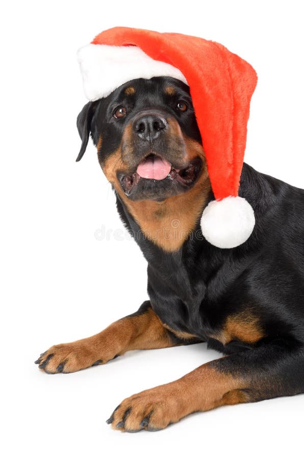 Rottweiler santa στοκ εικόνα. εικόνα από rottweiler 24811015