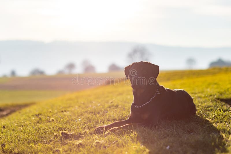 A large serious black dog of the Rottweiler breed lies on a green meadow on a hill, against the backdrop of a dark forest and a dazzling bright evening sun. A large serious black dog of the Rottweiler breed lies on a green meadow on a hill, against the backdrop of a dark forest and a dazzling bright evening sun