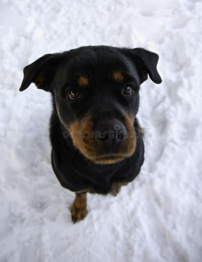 Rottweiler Sitting in Snow in Winter Looking Up royalty free stock image Rottweiler Sitting in Snow in Winter Looking Up royalty free stock image