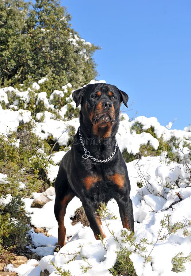 Rottweiler in the snow stock photo. Image of snow, animal 12544692