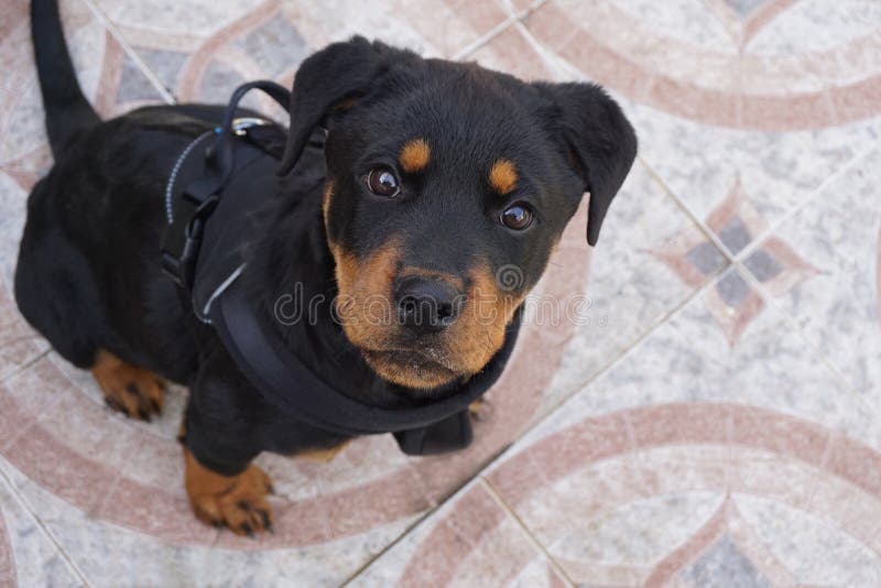 Rottweiler szczeniaka Pozować obraz royalty free Rottweiler szczeniaka Pozować obraz royalty free