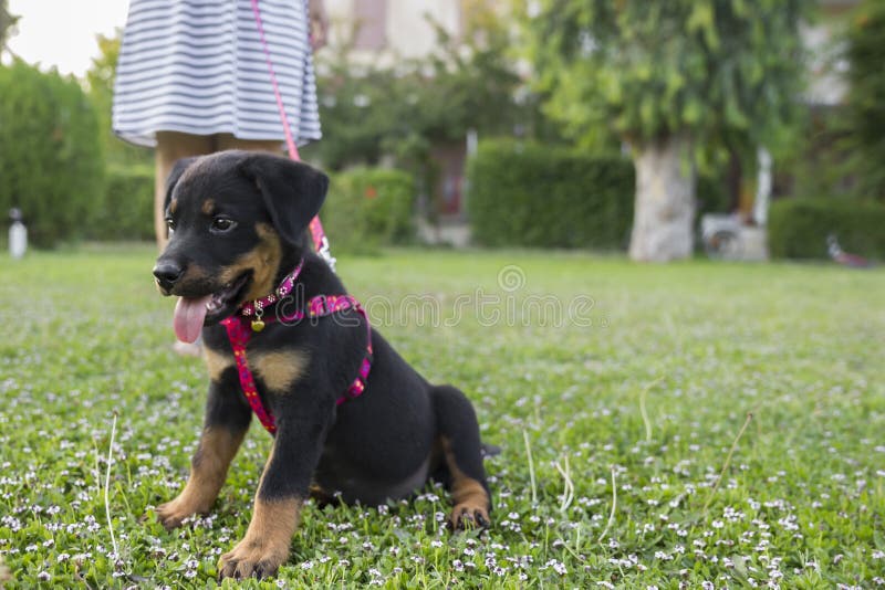 Rottweiler und Tatzen lizenzfreies stockbild Rottweiler und Tatzen lizenzfreies stockbild