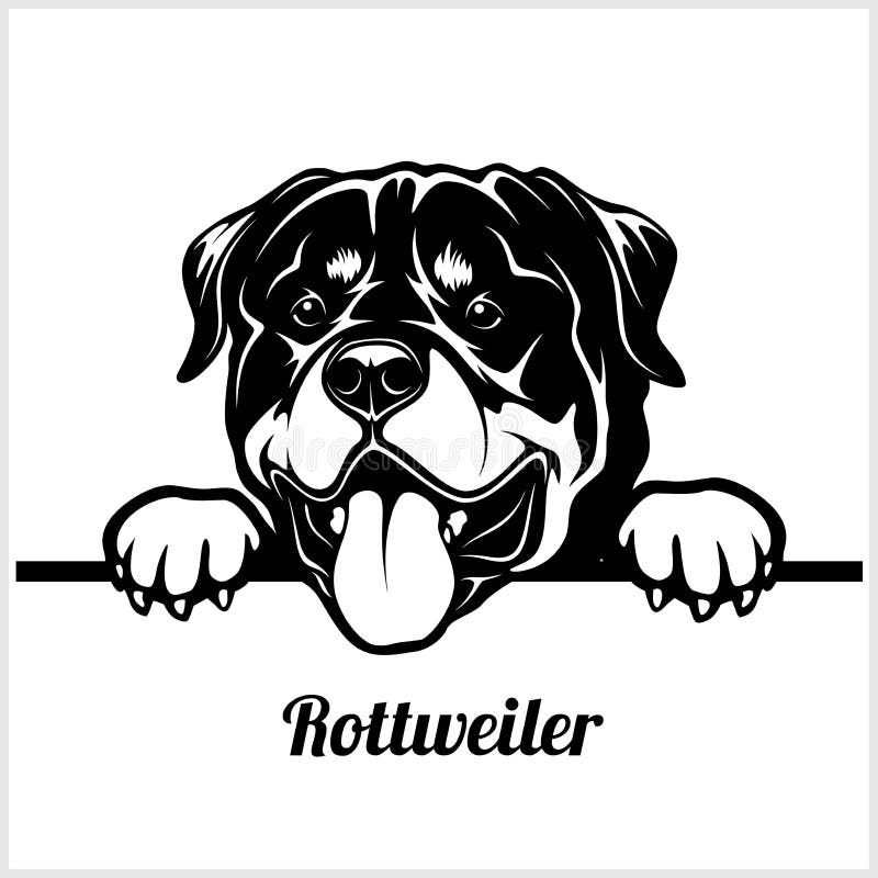Rottweiler - σκυλιά κρυφοκοιτάγματος - κεφάλι προσώπου φυλής που απομονώνεται στο λευκό ελεύθερη απεικόνιση δικαιώματος