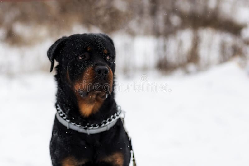 Rottweiler σε έναν περίπατο στοκ εικόνες Rottweiler σε έναν περίπατο στοκ εικόνες